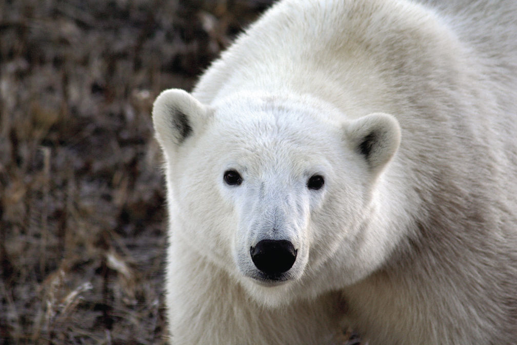 Audubon announces program on polar bears